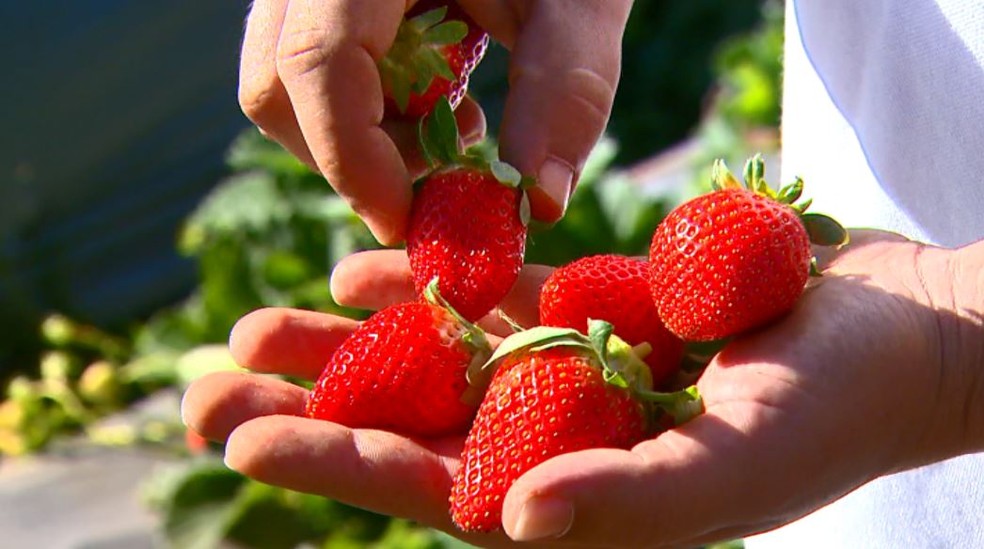 Morangos orgânicos dão mais trabalho na produção do que morangos convencionais, afirma produtora. — Foto: Wilson Aiello/EPTV