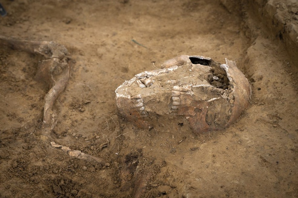 Crânio do esqueleto descoberto em sítio arqueológico da Batalha de Waterloo — Foto: Chris van Houts