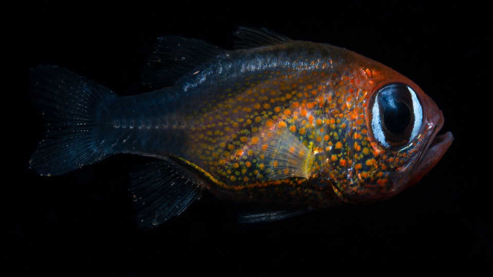 O peixei da espécie Siphamia arnazae, de Papua Nova Guiné, é um dos novos bichos descritos em 2019 (Foto: © 2019 Mark Erdmann)
