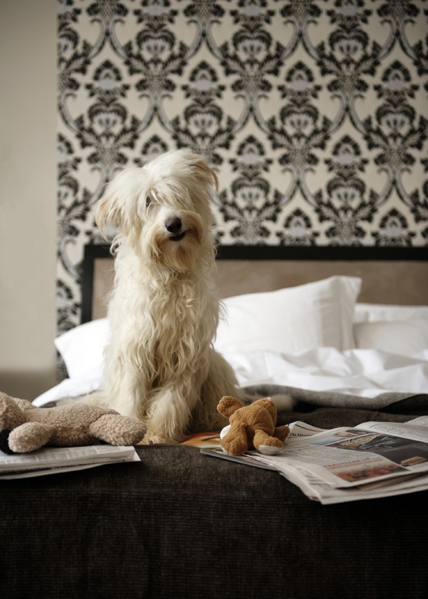 Cachorro-pet-dog (Foto: Getty Images)