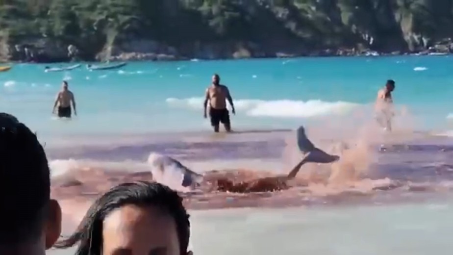 Baleias aparecem encalhadas em praia de Arraial do Cabo e banhistas confundem com ataque de tubarão