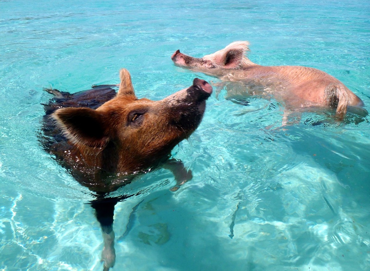 Os porcos de Big Major Cay se adaptaram e aprenderam a nadar  (Foto: cdorobek/ Wikimedia Commons)