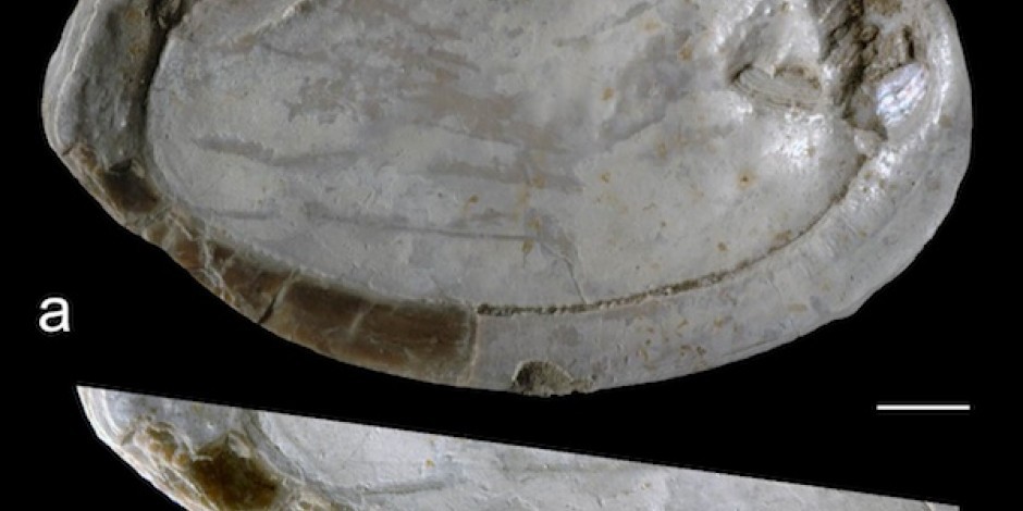 Gravuras feitas em cascos de mariscos são descobertos (Foto: Reprodução)