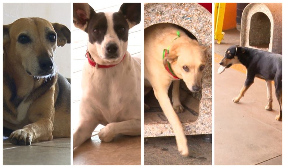 Cachorros adotados se tornam mascotes da PM e dos Bombeiros de Porto Ferreira — Foto: Reprodução EPTV