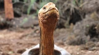 Depois de tanto acasalar e salvar espécie, tartaruga gigante Diego se aposenta em Galápagos thumbnail
