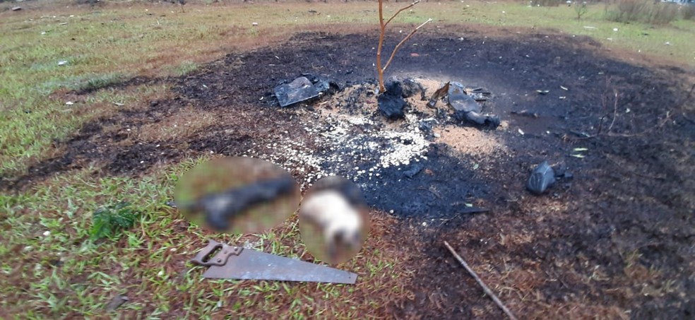 Homem foi preso após matar animais domésticos em Presidente Epitácio (SP) — Foto: Marcelo Casarini