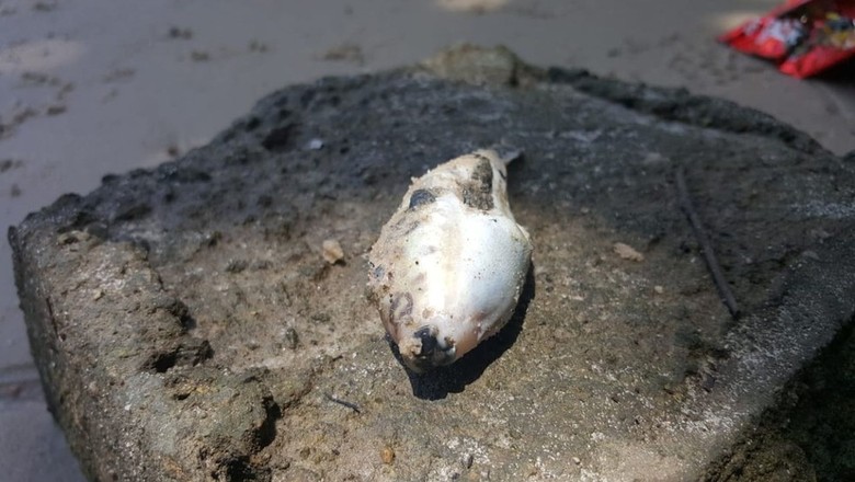 Peixe morto no Ceará (Foto: Ascom/Nossa Senhora do Socorro)