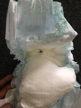 Aranha foi encontrada em fralda de bebê (Foto: Reprodução/Facebook/CPR Kids)
