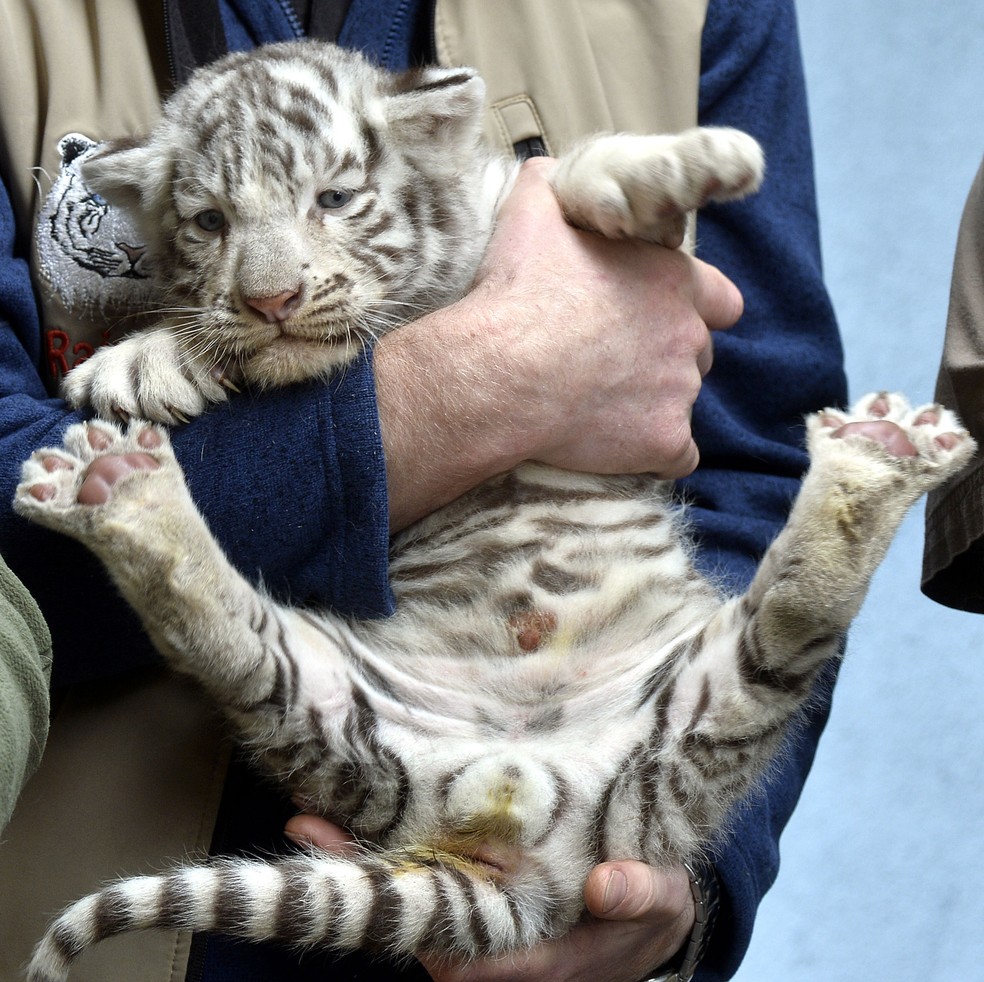 Leoes Brancos E Filhotes De Tigre