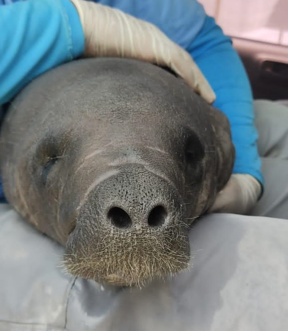 Peixe-boi marinho resgatado no RN tem pouco dias de nascido — Foto: Divulgação/PCCB-UERN