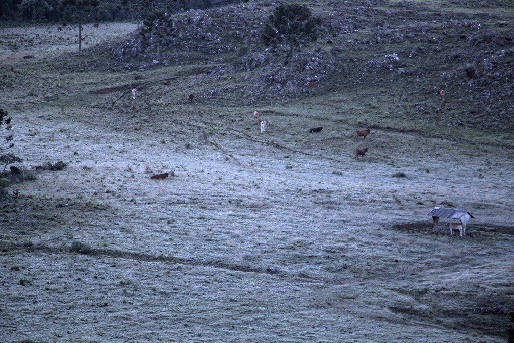 Serra catarinense amanheceu com vegetação coberta pela geada (Foto: Mycchel Hudsonn Legnaghi/São Joaquim Online)