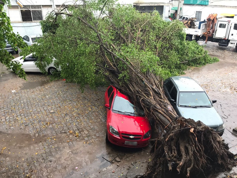 Árvores caem sobre veículos na região central de João Pessoa | Paraíba | G1