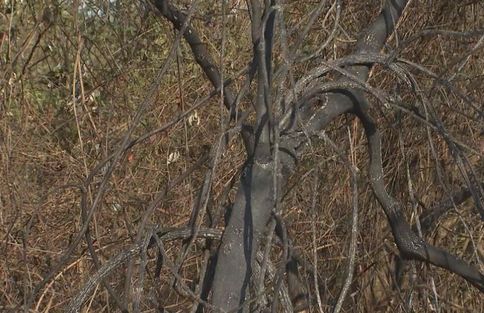 Vegetação ficou destruída após queimada na Estação Ecológica de Bauru — Foto: TV TEM/Reprodução
