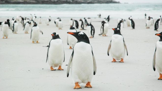 Pinguins da ilha de Pebble, nas Malvinas.  (Foto: Arquivo pessoal / Sam Harris)