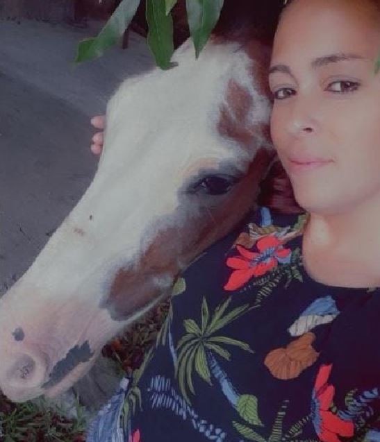 Cavalo 'Tubiano' é encontrado vivo após ser arrastado por correnteza de temporal em SC: 'Tive muita fé', diz tutora