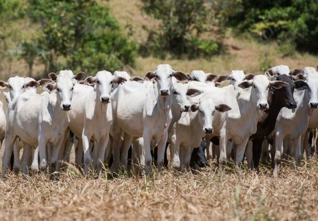 BBC Produção de carne e leite depende do acesso do gado a pastos de boa qualidade e em boa quantidade (Foto: Getty Images via BBC)