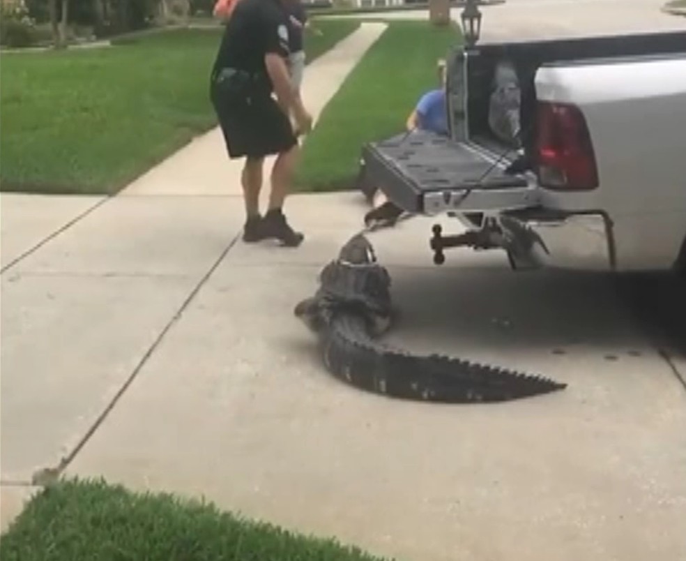 Animal estava em um bairro de Orlando, na Flórida (Foto: BBC)