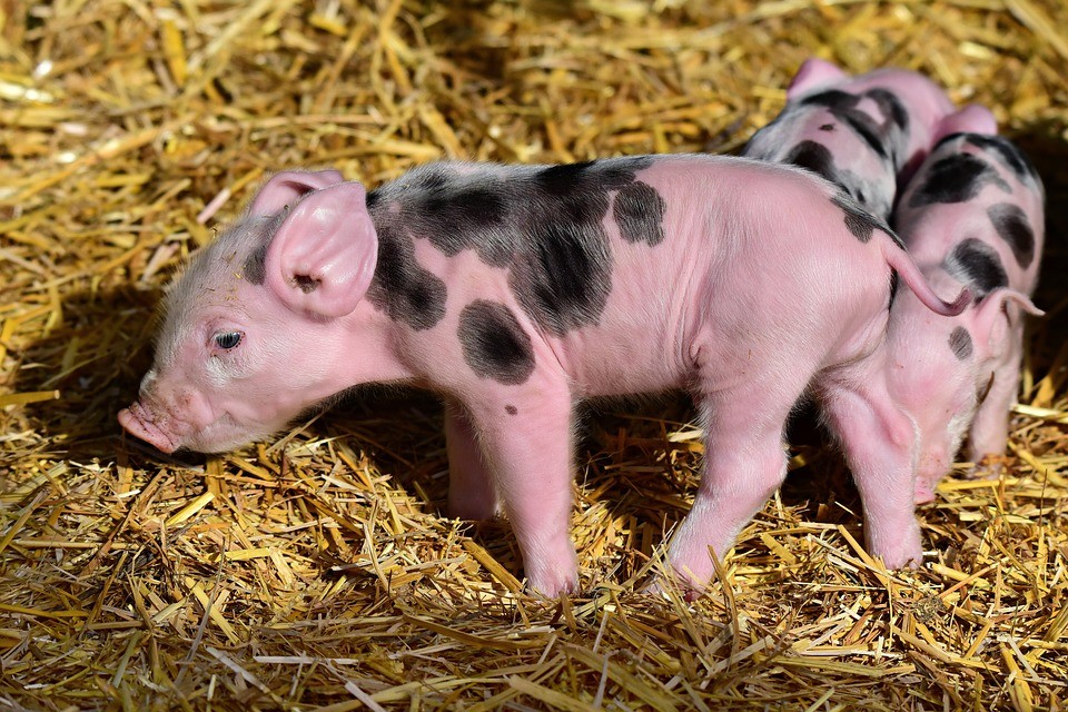 Cientistas acreditam que órgãos de porcos podem ser usados em humanos.  (Foto: Pixabay)