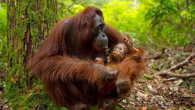 Os orangotangos demoram a se reproduzir - cada indivíduo morto diminui as chances de sobrevivência da população (Foto: KatePhotographer/Getty Images via BBC)