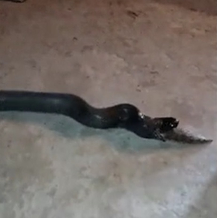 cobra regurgita cobra