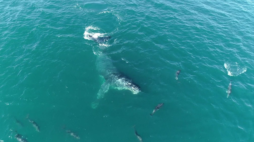 Golfinhos acompanharam o barco dos pesquisadores e, durante o passeio, ainda encontraram uma baleia Jubarte e brincaram com ela em alto mar — Foto: Reprodução/ TV Globo