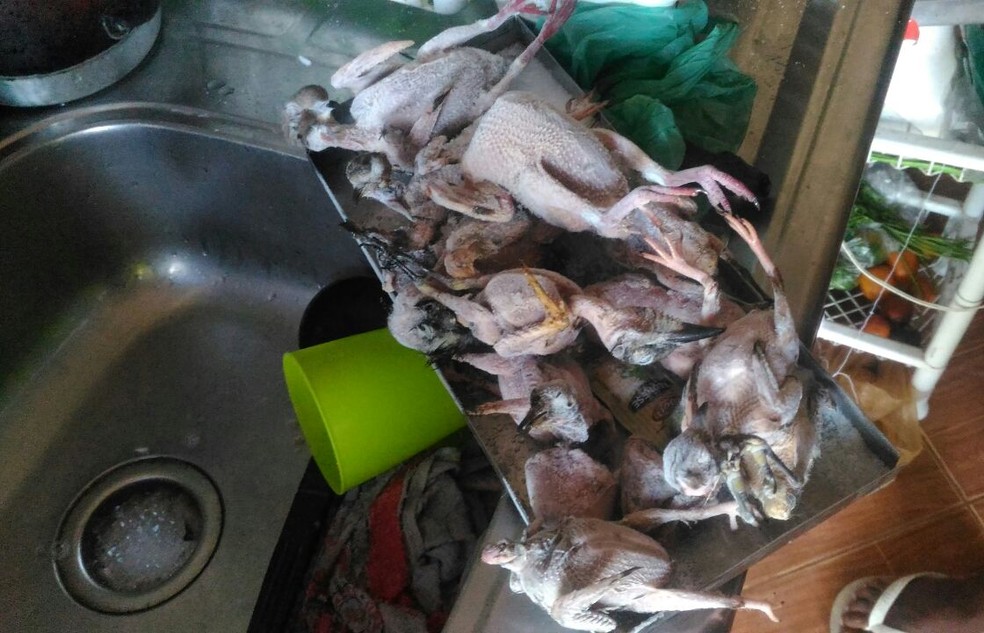 Aves nativas da região foram encontradas sendo depenadas por ambulante (Foto: Divulgação/Polícia Militar Ambiental)