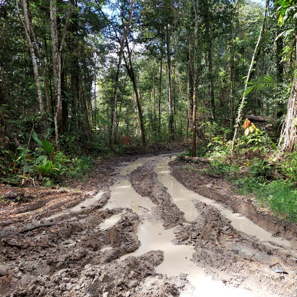 Ramais são feitos por madeireiros ilegais dentro de área de floresta no Pará. — Foto: Reprodução / Embrapa Amazônia Oriental
