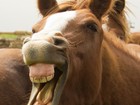 Lista reúne 'cavalo dando gargalhada' e outros animais sorridentes