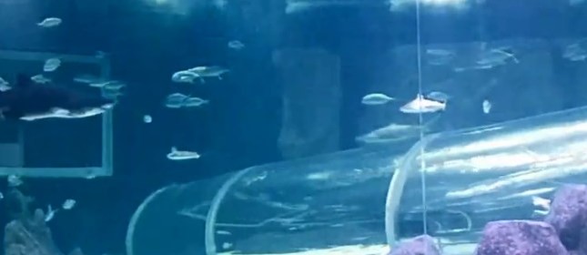AquaRio: imagens das espécies em tempo real