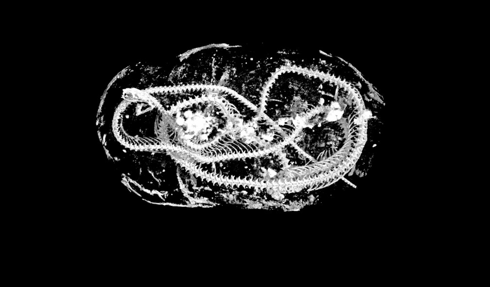 Imagem em alta resolução mostra interior em 3D de uma cobra mumificada no Egito Antigo, há mais de 2 mil anos. — Foto: Swansea University