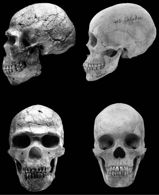 Na esquerda um crânio de 100 mil anos, na direita um recente (Foto: Reprodução)