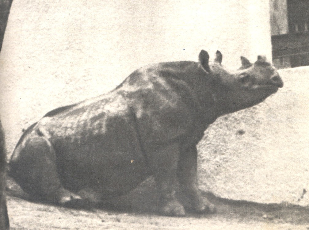 Cacareco no Zoologico de Sao Paulo — Foto: Reprodução/Alesp