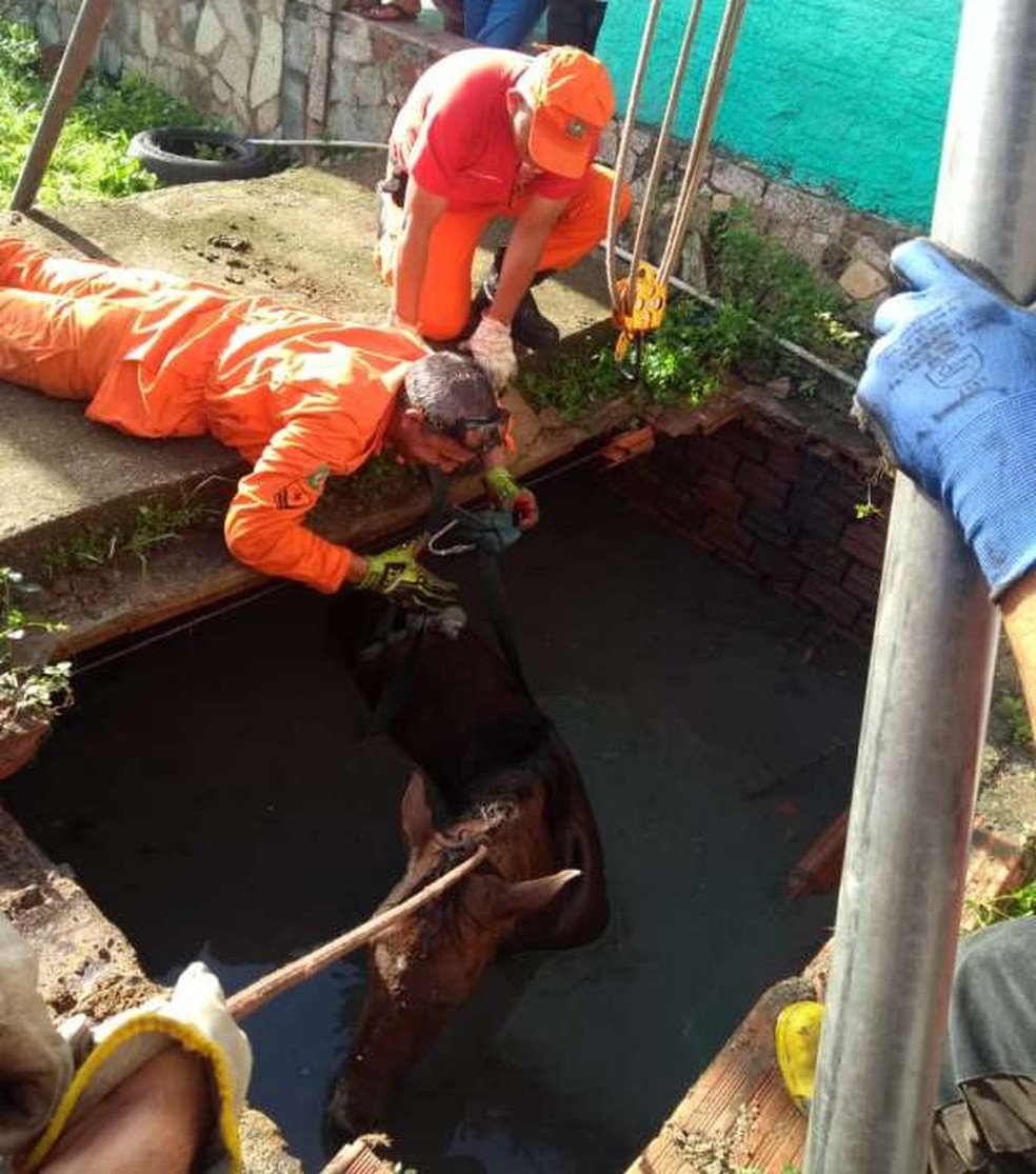 Égua de 200 kg cai em fossa em Maracanaú, na Grande Fortaleza. — Foto: Divulgação/Corpo de Bombeiros