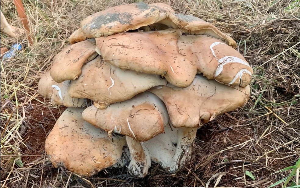 Cogumelo gigante é encontrado em chácara de SC — Foto: Unochapecó/Reprodução
