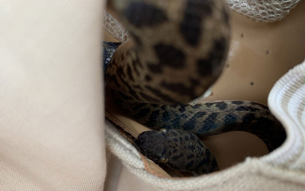A cobra entrou na mala de Maria e passou muitas horas no avião — Foto: Scottish SPCA