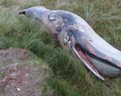 21 espécies de besouro são encontradas em carcaça de baleia na Holanda
