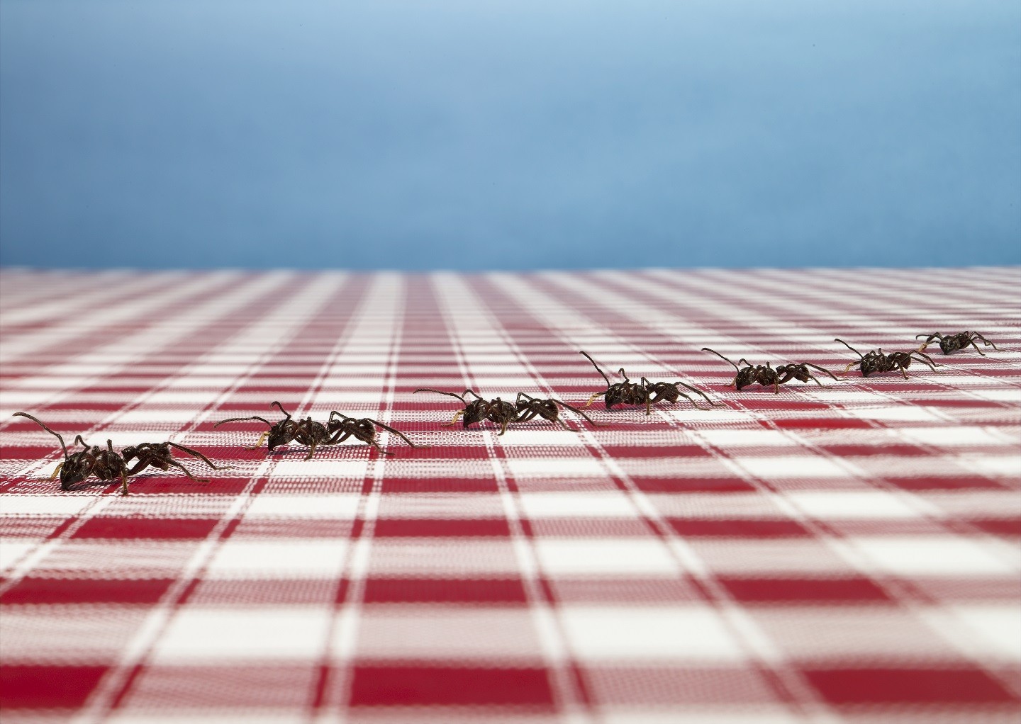 Como evitar formigas em casa (Foto: Getty Images)