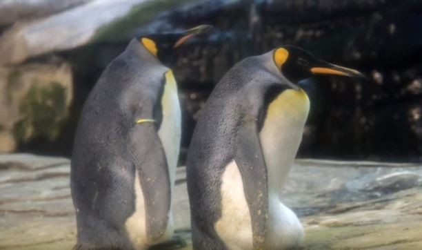 Casal homossexual de pinguins  (Foto: Reprodução/Youtube)