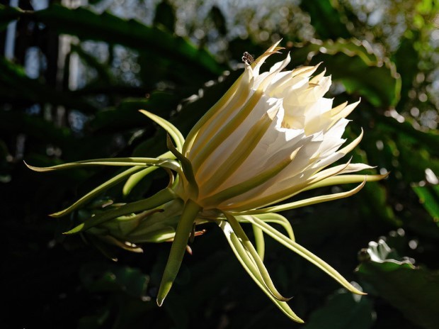 A flor-de-pitaya é exótica, medicinal e só desabrocha ao anoitecer - Casa e  Jardim | Plantas