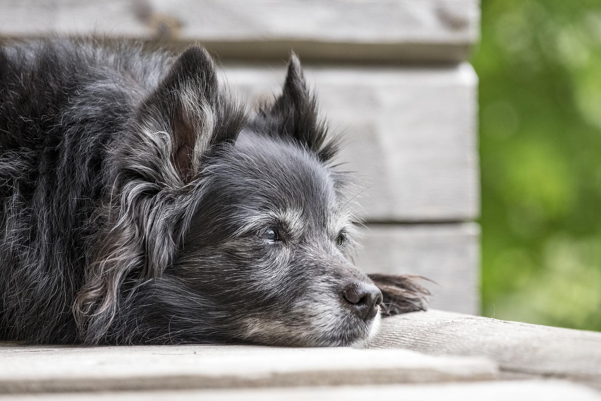 Em cachorros idosos, risco de Disfunção Cognitiva Canina aumenta a cada ano (Foto: Reprodução/Pixabay)
