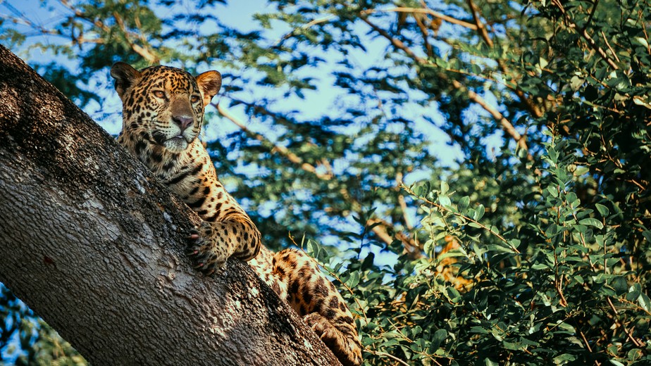 Onça descansa em tronco de árvore no Pantanal