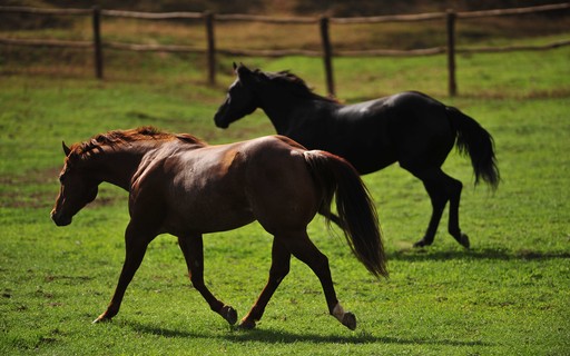 5 esportes com cavalo - Revista Globo Rural