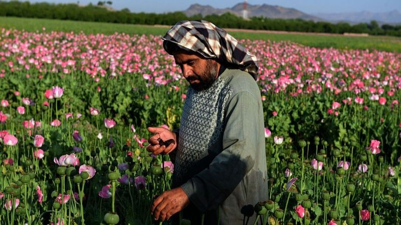 A colheita de ópio garantiu 12 mil empregos no Afeganistão, segundo a ONU (Foto: Getty Images/BBC)