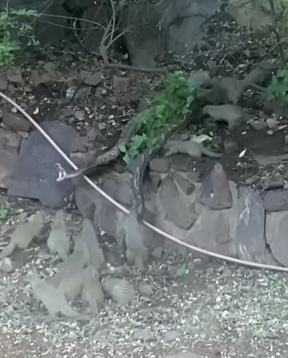 Cobra sendo atacada por bando de mangustos depois de bote malsucedido
