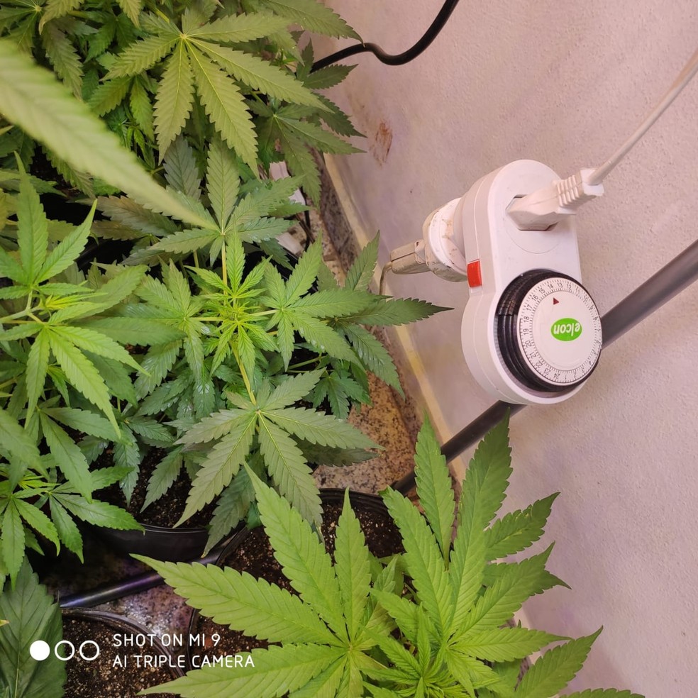 Diversas pés de maconha foram apreendidos — Foto: Polícia Militar