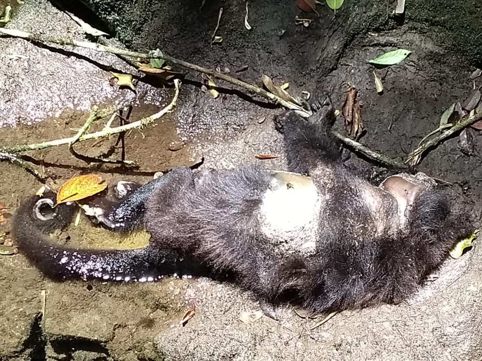 Macaco morto Ã© encontrado em Eldorado, SP â€” Foto: Adilson Oliveira