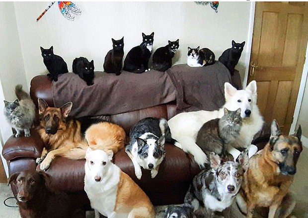 Retrato De Familia Dona De 17 Caes E Gatos Leva Dias Para Clicar Foto De Toda A Turma Vogue Lifestyle