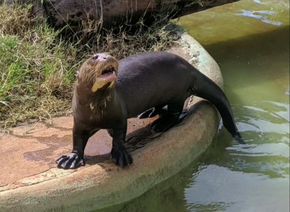 Ariranha Sí, única da espécie no Zoo de Brasília — Foto: Zoológico de Brasília/ Divulgação