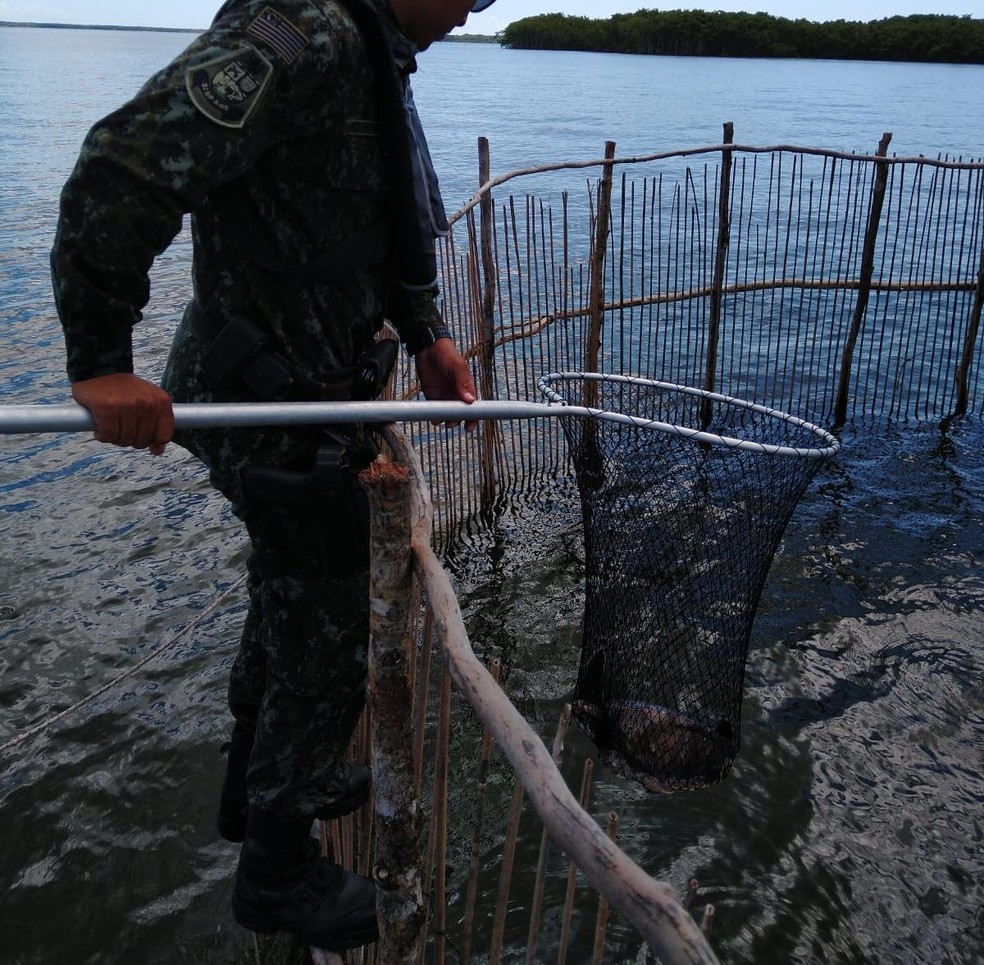 Policial Militar Ambiental Marítima flagrou uma armadilha no mar de Cananéia com seis tartarugas presas — Foto: Divulgação/Polícia Militar Ambiental Marítima