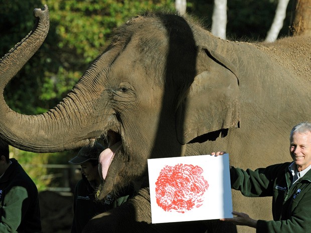 Treinador mostra a marca da pata da elefante fêmea Pak Boon (Foto: Greg Wood/AFP)